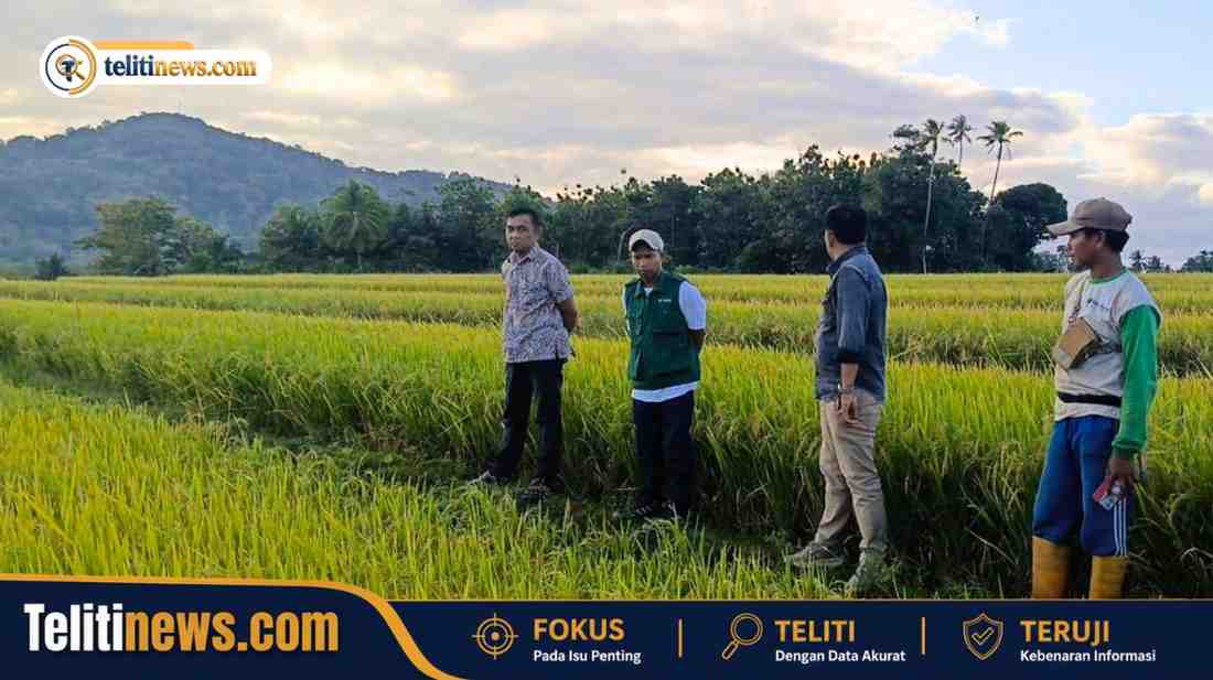 Dinas Pertanian Bulukumba mengecek tanaman padi bantuan di Gantarang